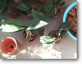植え替える前の5鉢 植え替える前の5鉢