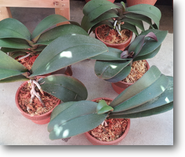 植替え完了 植替え完了